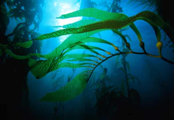 Kelp 4 Less